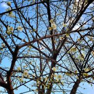 Nanamiさんのアイコン画像