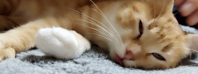 真緒@帰ってきたさんの壁紙画像