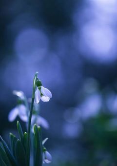 【スノードロップ】                  〜あなたの死を望みます〜