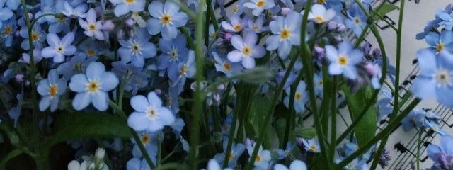 乃木坂推しさんの壁紙画像