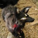 (なまえ)(狐の姿)