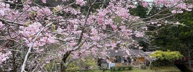 梅&桃さんの壁紙画像