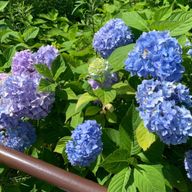 桜さんのアイコン画像