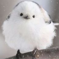 藍沢珱さんのアイコン画像