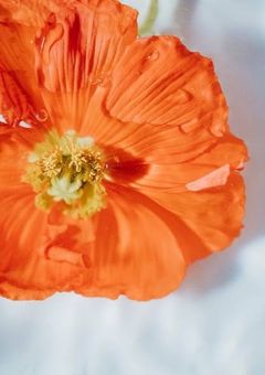 𝐀 𝐧 𝐞 𝐦 𝐨 𝐧 𝐞