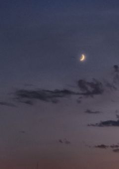 ～Aster tataricus～