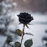 宵月;さんのアイコン画像