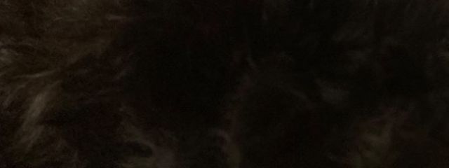 kyoun.さんの壁紙画像