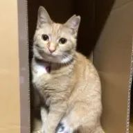 ちゃびさんのアイコン画像