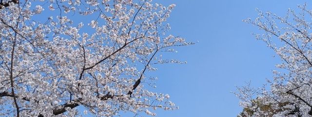 miyoさんの壁紙画像