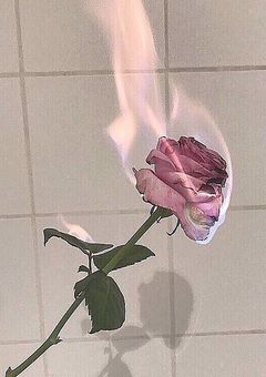 赤い薔薇と黒い薔薇𓂃𓈒𓏸