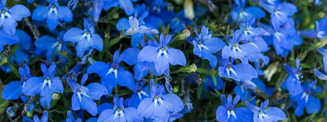 白雪 翔雷さんの壁紙画像