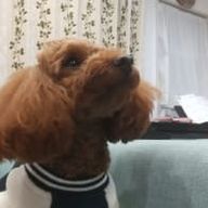 いろさんのアイコン画像