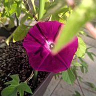 まいこさんのアイコン画像