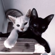 ちょこころねさんのアイコン画像