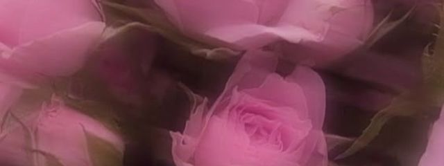 葉月蘭さんの壁紙画像