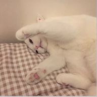 りりさんのアイコン画像