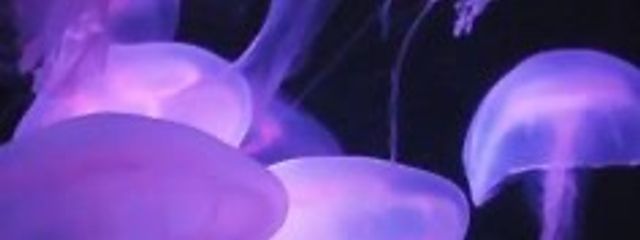 しあ。#うつ病判明#4231さんの壁紙画像