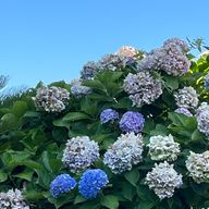 すいこ　無期限休止🙇さんのアイコン画像