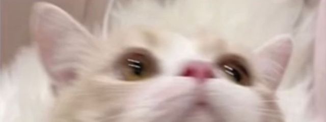 RINさんの壁紙画像