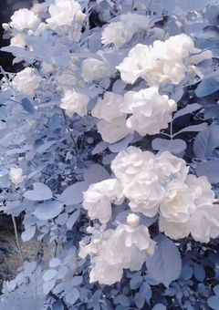 可哀想な 君が好き .