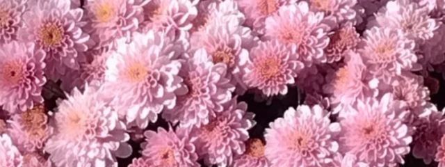 スイレイ👾💀🐥@小説専用垢さんの壁紙画像