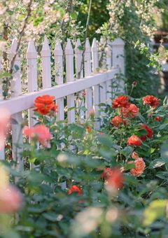 僕たちだけの箱庭で