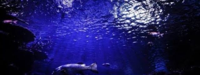 蜜月さんの壁紙画像