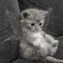 しろねこ