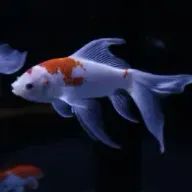 金魚さんのアイコン画像