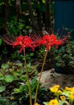 彼岸花が咲く頃に