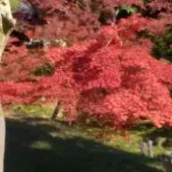 みどりさんのアイコン画像