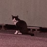 OILさんのアイコン画像