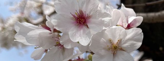 はるぴす💫さんの壁紙画像