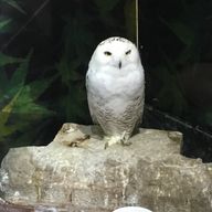 闇緑(フォロセ完了)さんのアイコン画像