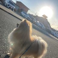 SHIONさんのアイコン画像