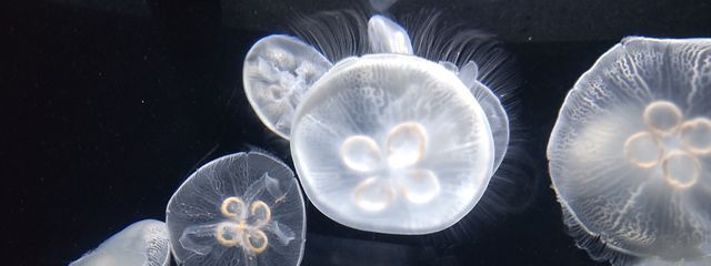 双子さんの壁紙画像