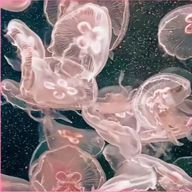 Kcqrさんのアイコン画像