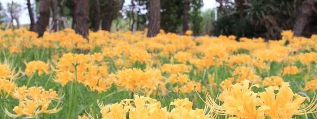 黒@No War🇺🇦🤝🇷🇺#ななくんを幸せにさんの壁紙画像