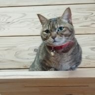 華瀬れい🐼🍬／ﾊﾅｾﾚｲ🐼🍬さんのアイコン画像