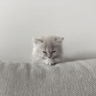 白 蘭 … ‎🤍☁️さんのアイコン画像