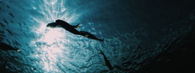 神成 音恋（ｶﾝﾅﾘ ﾈｺ）さんの壁紙画像