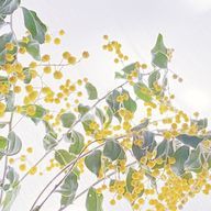 神成 音恋（ｶﾝﾅﾘ ﾈｺ）さんのアイコン画像