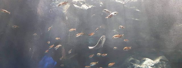 シュカさんの壁紙画像