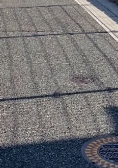 【歌日記】