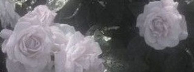 𝐚𝐨𝐢𓈒𓂂𓇬さんの壁紙画像