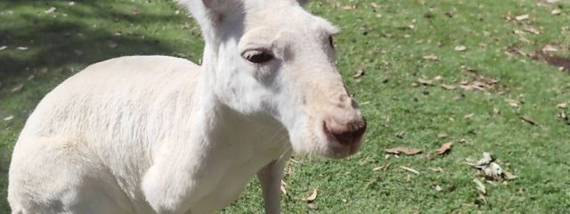 まきまつさんの壁紙画像