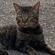 くらポン太さんのアイコン画像