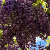 鬱𓆩𖠌𓆪↝鬱@リアル多忙な為超絶低浮上さんのアイコン画像