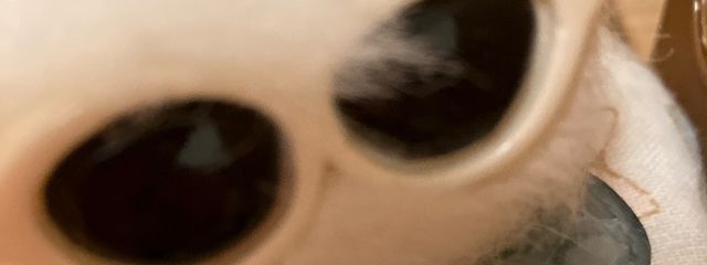 さけぶちーずさんの壁紙画像